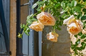 Hanging basket roses outside the gite