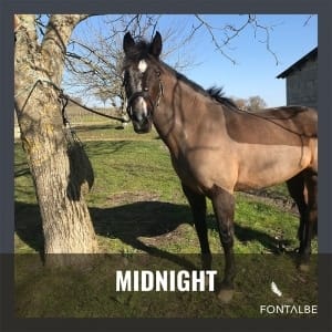 Midnight the horse