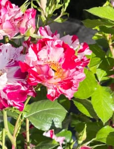 Beautiful French Rose in varied pinks