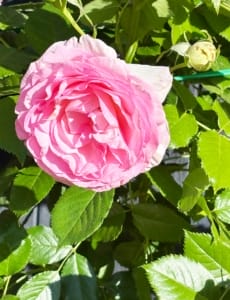 A beautiful pink rose in the gite garden