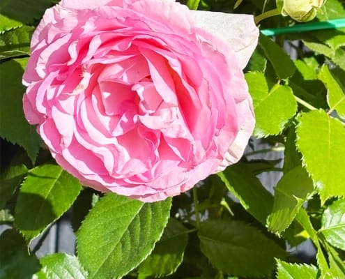 A beautiful pink rose in the gite garden