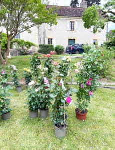 Tall flowers in pots for sale at the market