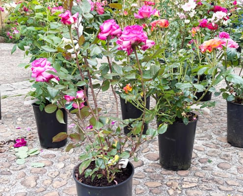 Beautiful tall pink roses in pots in Cadouin