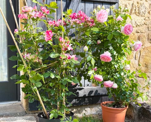 French and English roses outside the gite front door