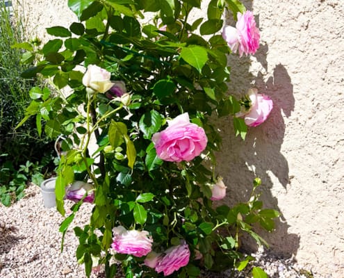 French roses in the garden