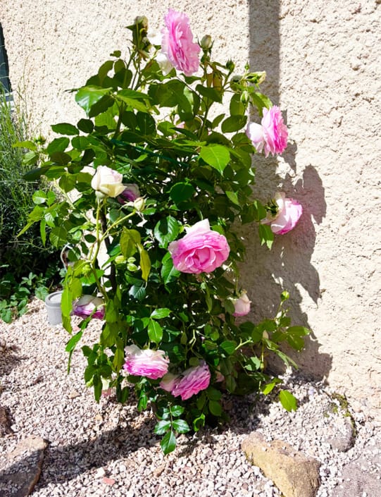 French roses in the garden