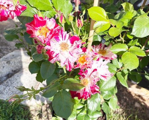 Pink French roses in a pot outside the Dordogne gite