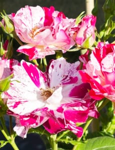 French pink and white roses in the garden