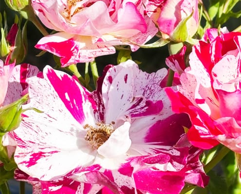French pink and white roses in the garden
