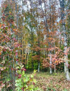 Birch trees surrounding the gite
