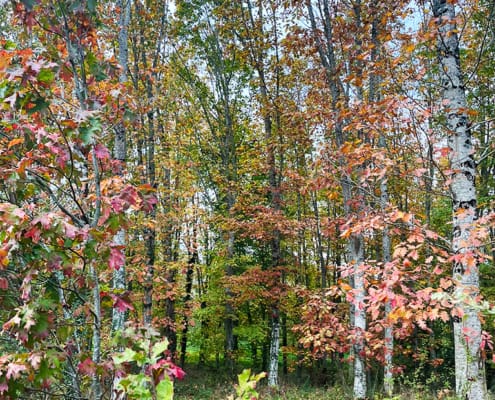 Birch trees surrounding the gite