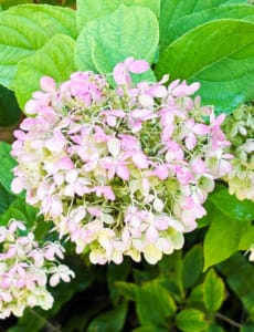 Beautiful pink and white Panicle Hydrangea