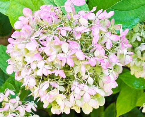 Beautiful pink and white Panicle Hydrangea