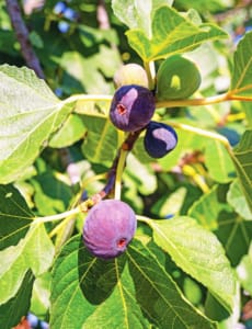 Ripening figs in the gite garden