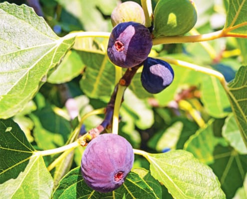 Ripening figs in the gite garden