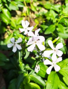 White Soapwort in the Fontalbe garden