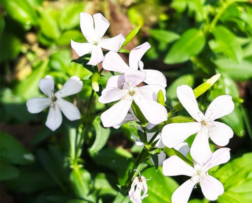 White Soapwort in the Fontalbe garden