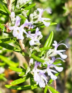 Wild Rosemary growing in the Gite garden