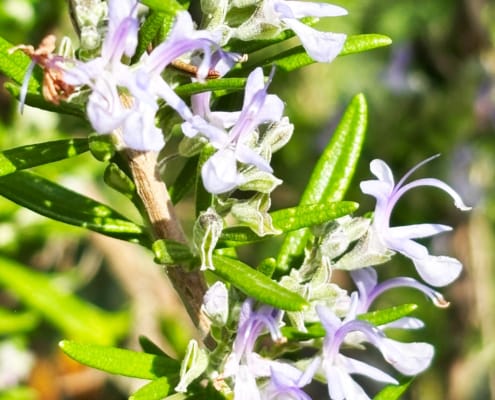 Wild Rosemary growing in the Gite garden
