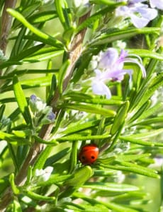Wild Rosemary with a ladybird
