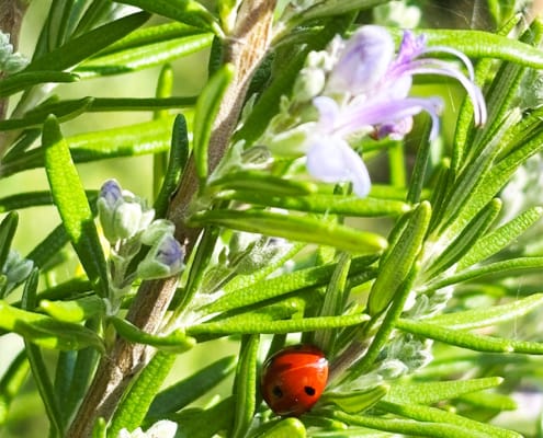Wild Rosemary with a ladybird