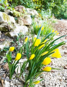 Yellow Crocus by the side of the road in France