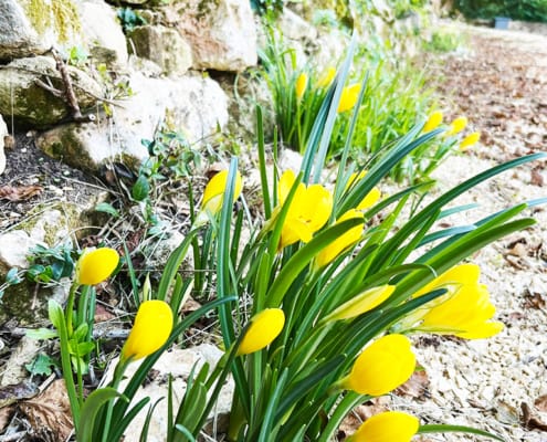 Yellow Crocus by the side of the road in France