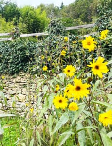 Yellow sunflowers growing wild in the Dordogne