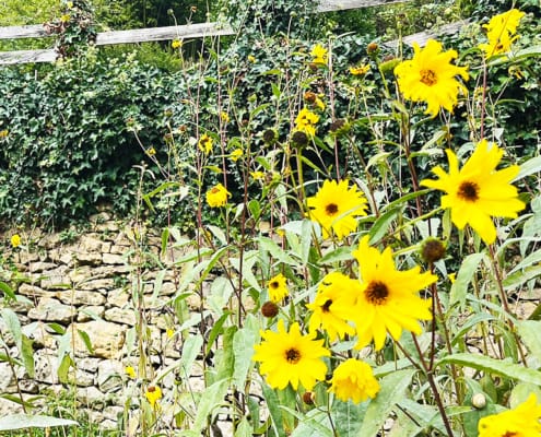 Yellow sunflowers growing wild in the Dordogne